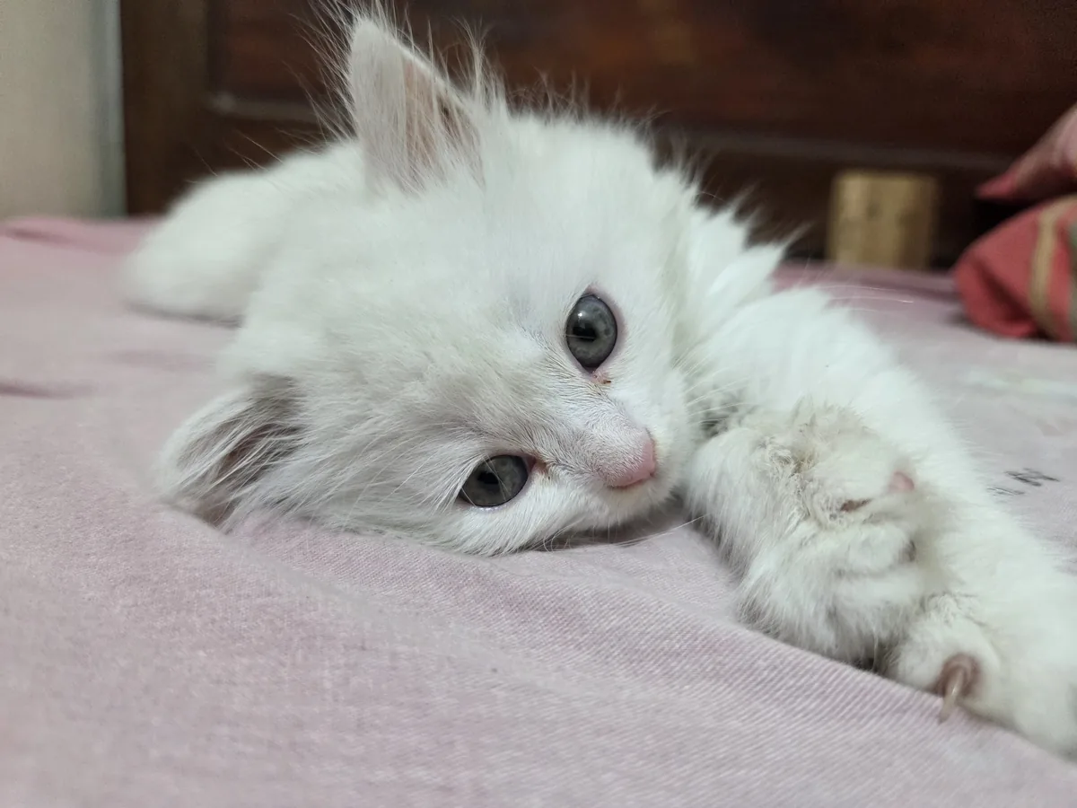 Yuki rn